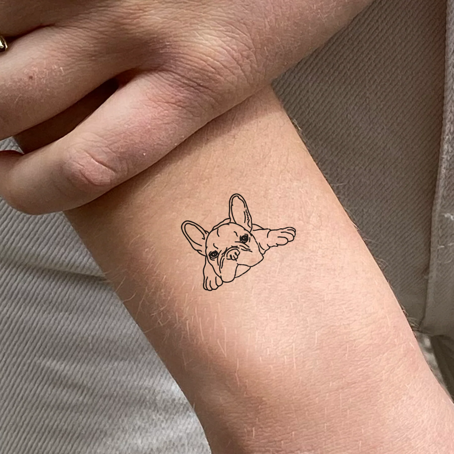Bouledogue allongé